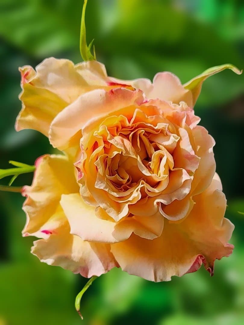 ♡Beaniebaby様♡お取り置き※バラ苗