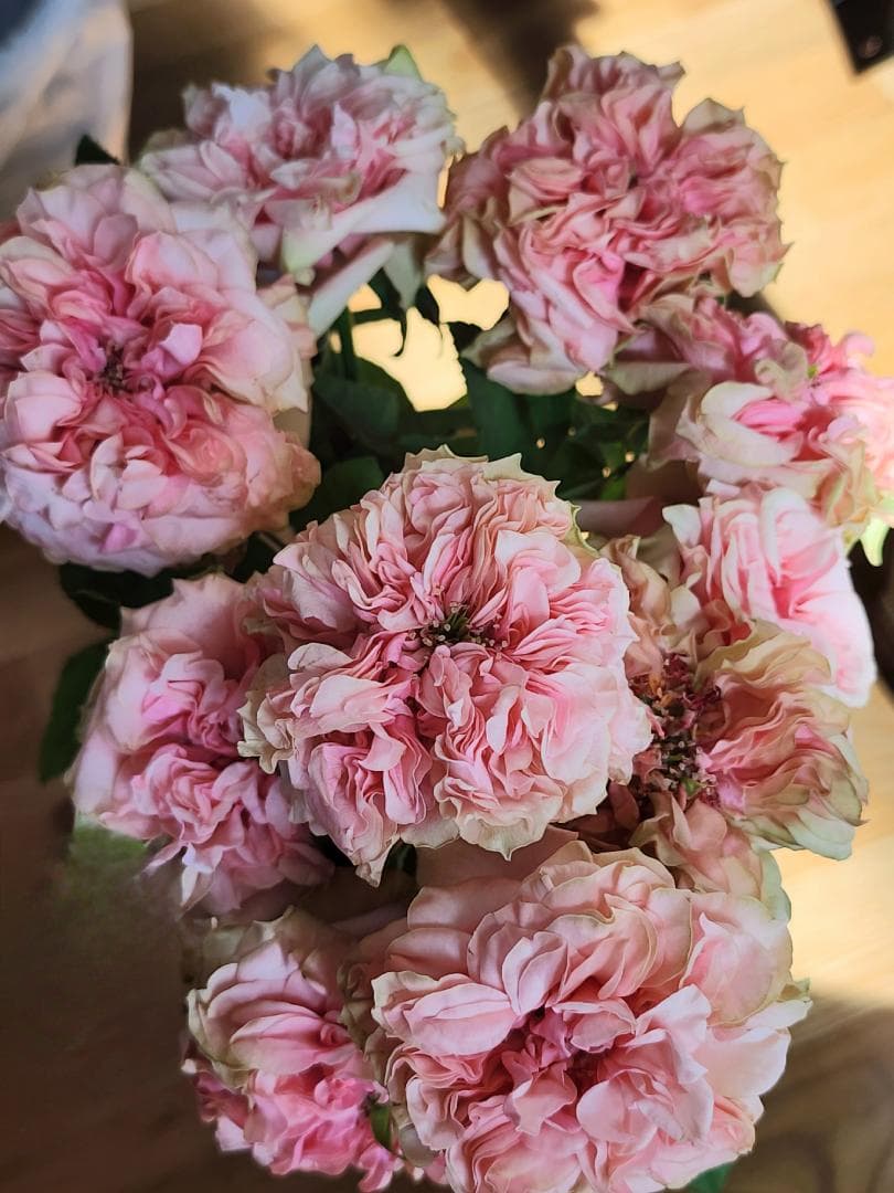 ♡Beaniebaby様♡お取り置き※バラ苗