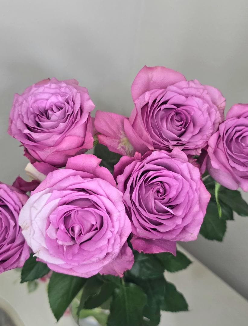 ♡Beaniebaby様♡お取り置き※バラ苗