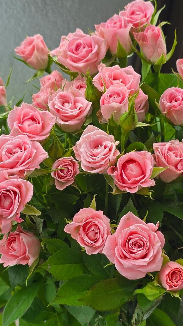 ♡Beaniebaby様♡お取り置き※バラ苗