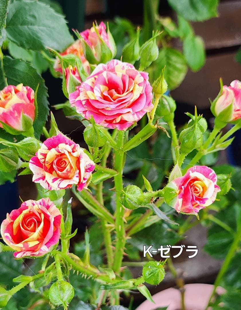 ♡Beaniebaby様♡お取り置き※バラ苗