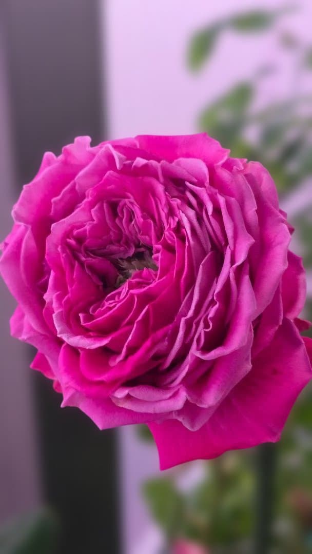 ♡Beaniebaby様♡お取り置き※バラ苗