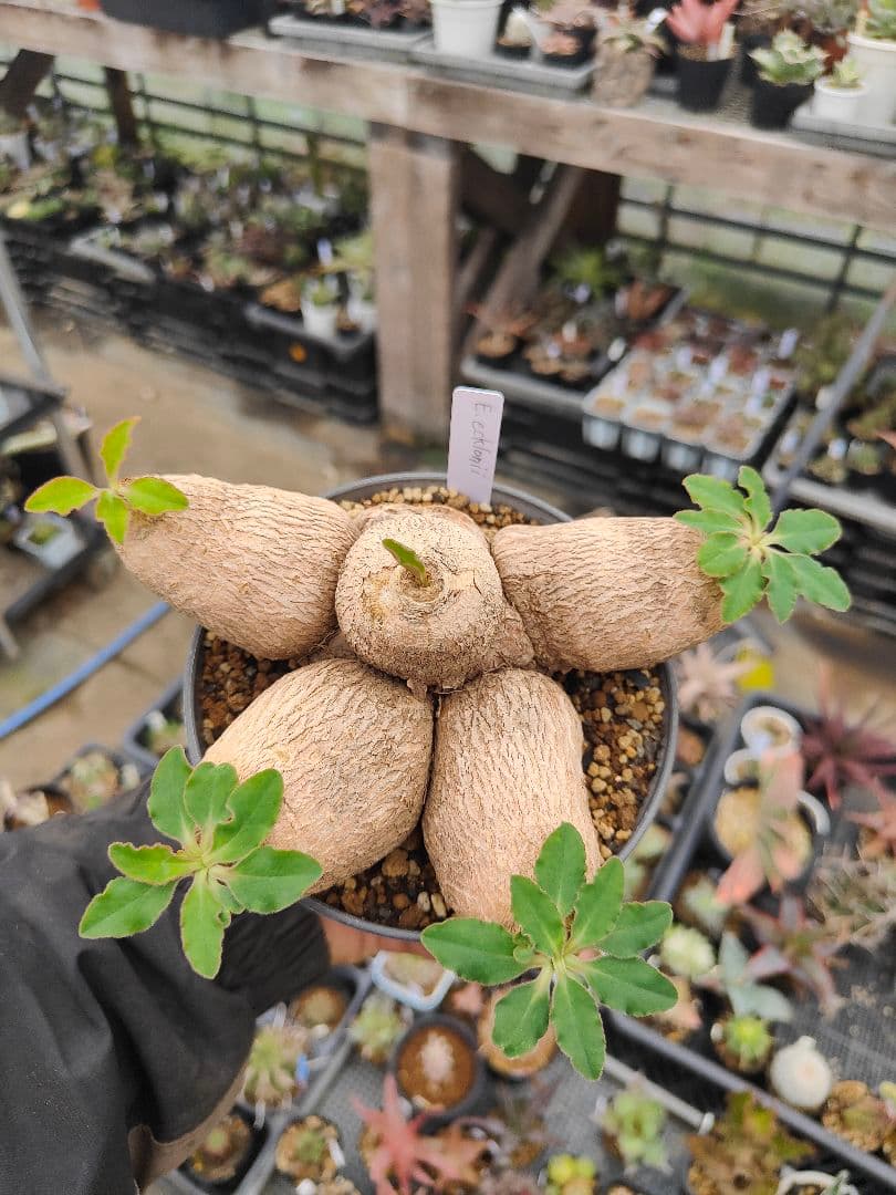 ユーフォルビア　エクロニー　鬼笑い　ecklonii 激レア　大株　発根済