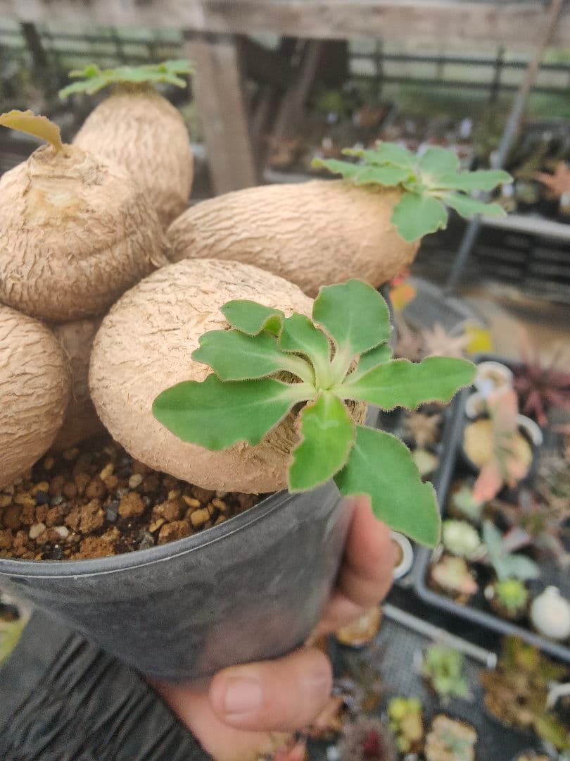 ユーフォルビア　エクロニー　鬼笑い　ecklonii 激レア　大株　発根済