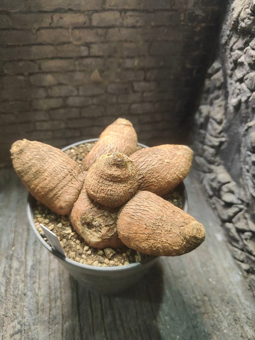 ユーフォルビア　エクロニー　鬼笑い　ecklonii 激レア　大株　発根済