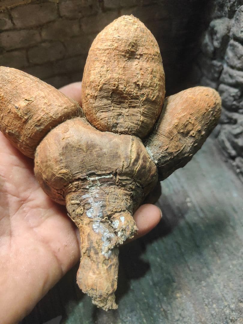 ユーフォルビア　エクロニー　鬼笑い　ecklonii 激レア　大株　発根済