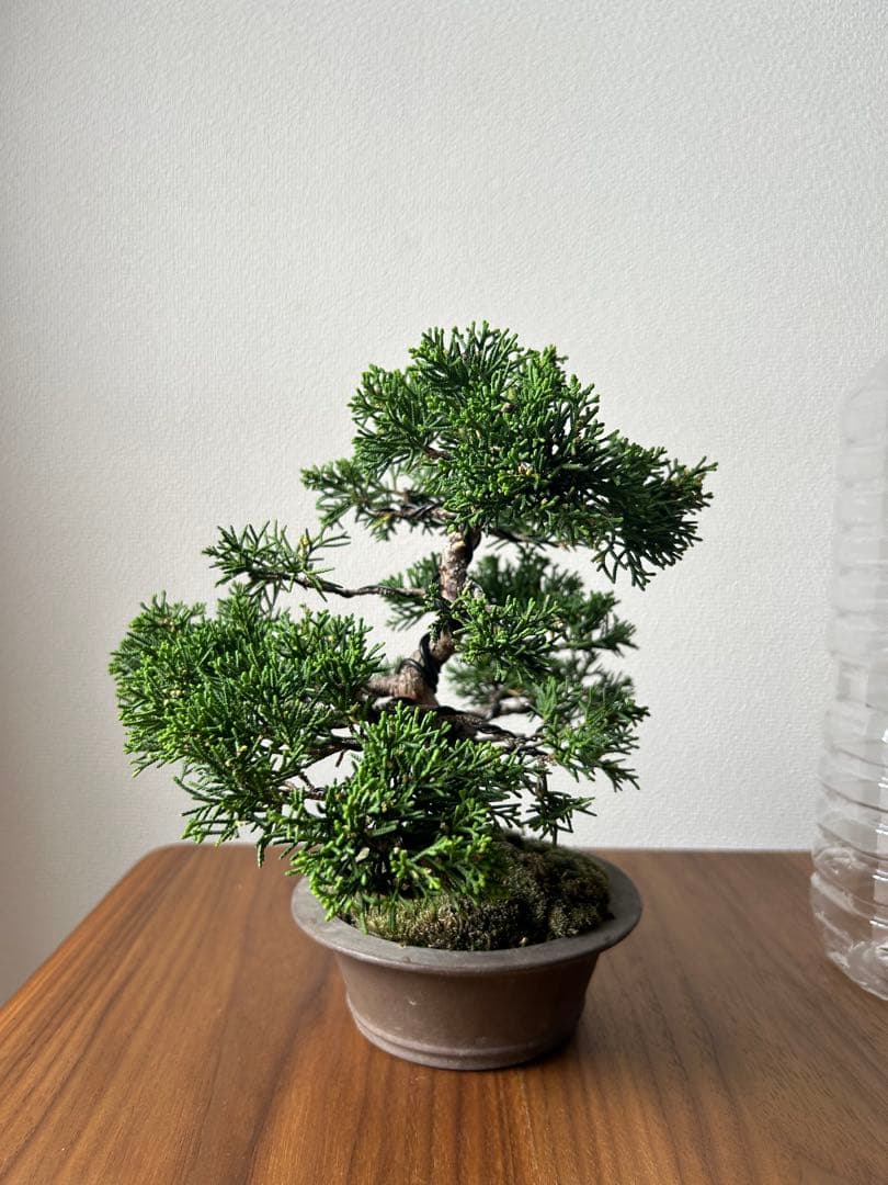 糸魚川真柏　盆栽　真柏