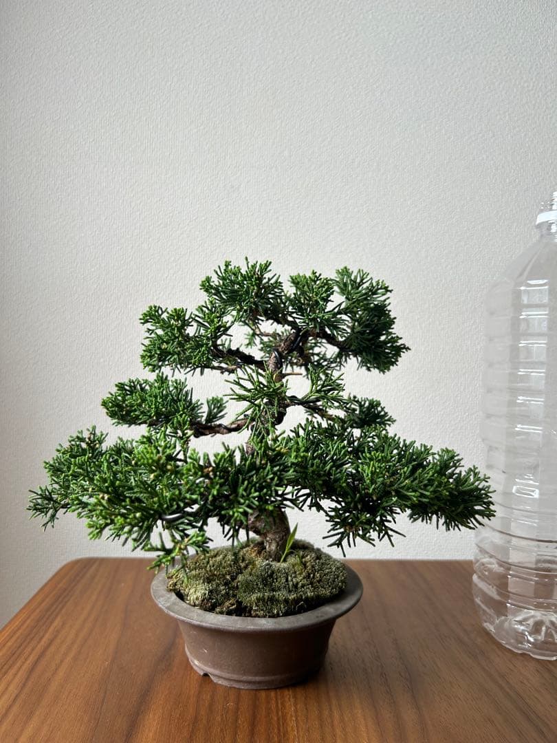 糸魚川真柏　盆栽　真柏