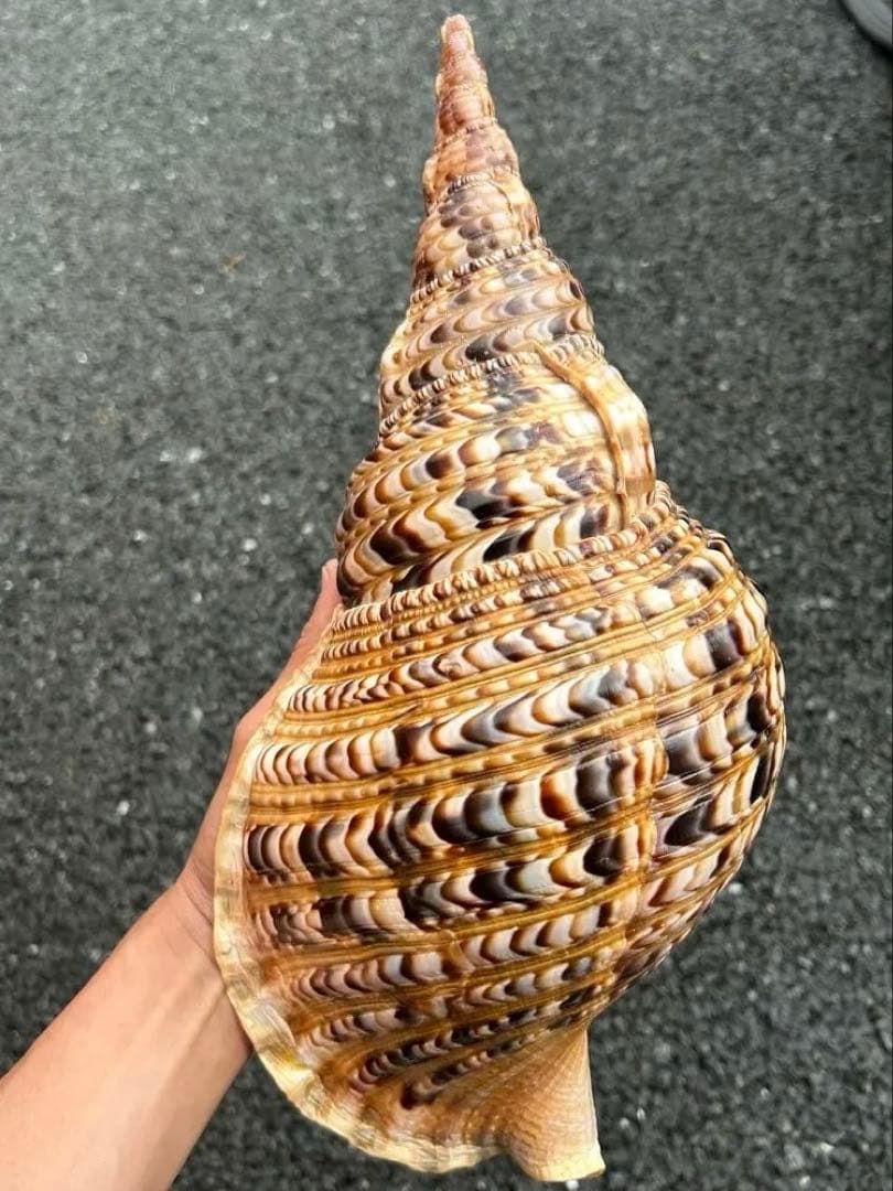 美品　法螺貝　直線36.7cm 蓋付　天然そのまま色