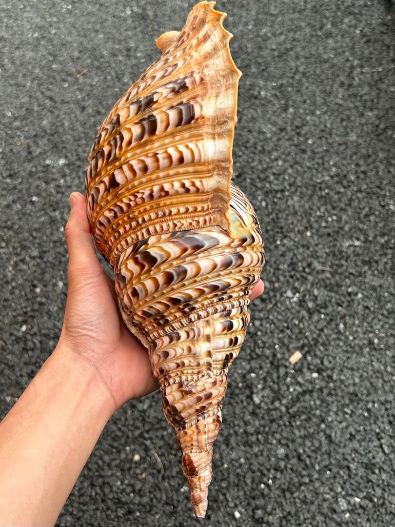 美品　法螺貝　直線36.7cm 蓋付　天然そのまま色