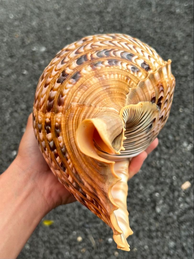 美品　法螺貝　直線36.7cm 蓋付　天然そのまま色