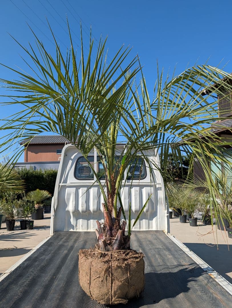 ピ*チ様 【BFセール】ココスヤシ《Lサイズ・H＝約1.5m》206