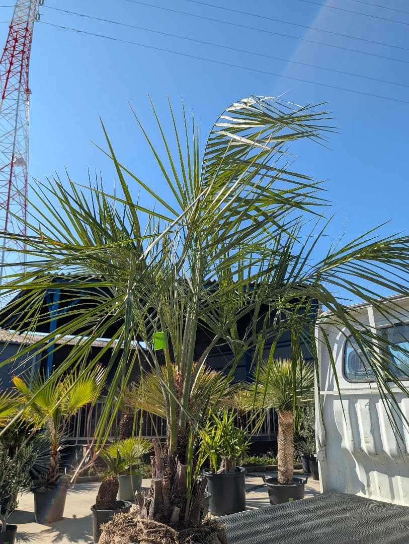 ピ*チ様 【BFセール】ココスヤシ《Lサイズ・H＝約1.5m》206