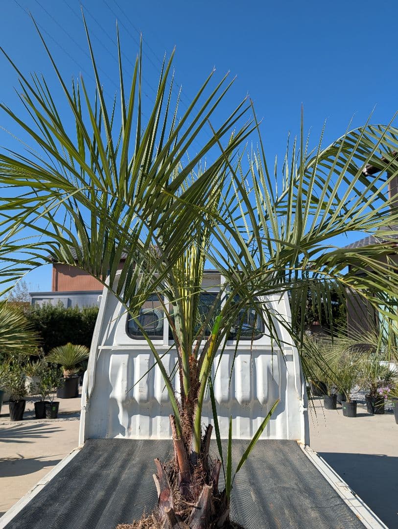 ピ*チ様 【BFセール】ココスヤシ《Lサイズ・H＝約1.5m》206