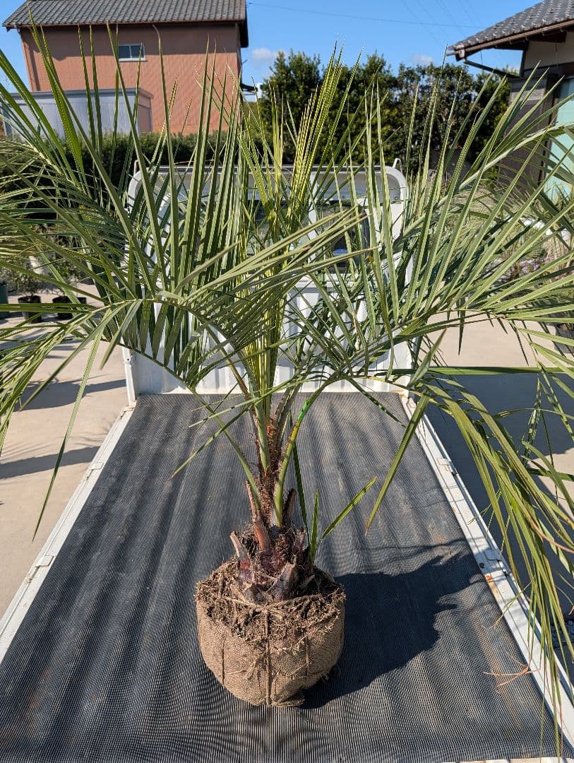 ピ*チ様 【BFセール】ココスヤシ《Lサイズ・H＝約1.5m》206