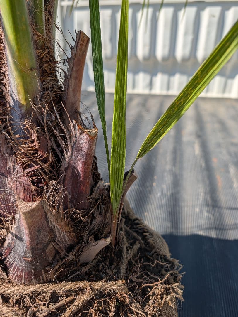 ピ*チ様 【BFセール】ココスヤシ《Lサイズ・H＝約1.5m》206