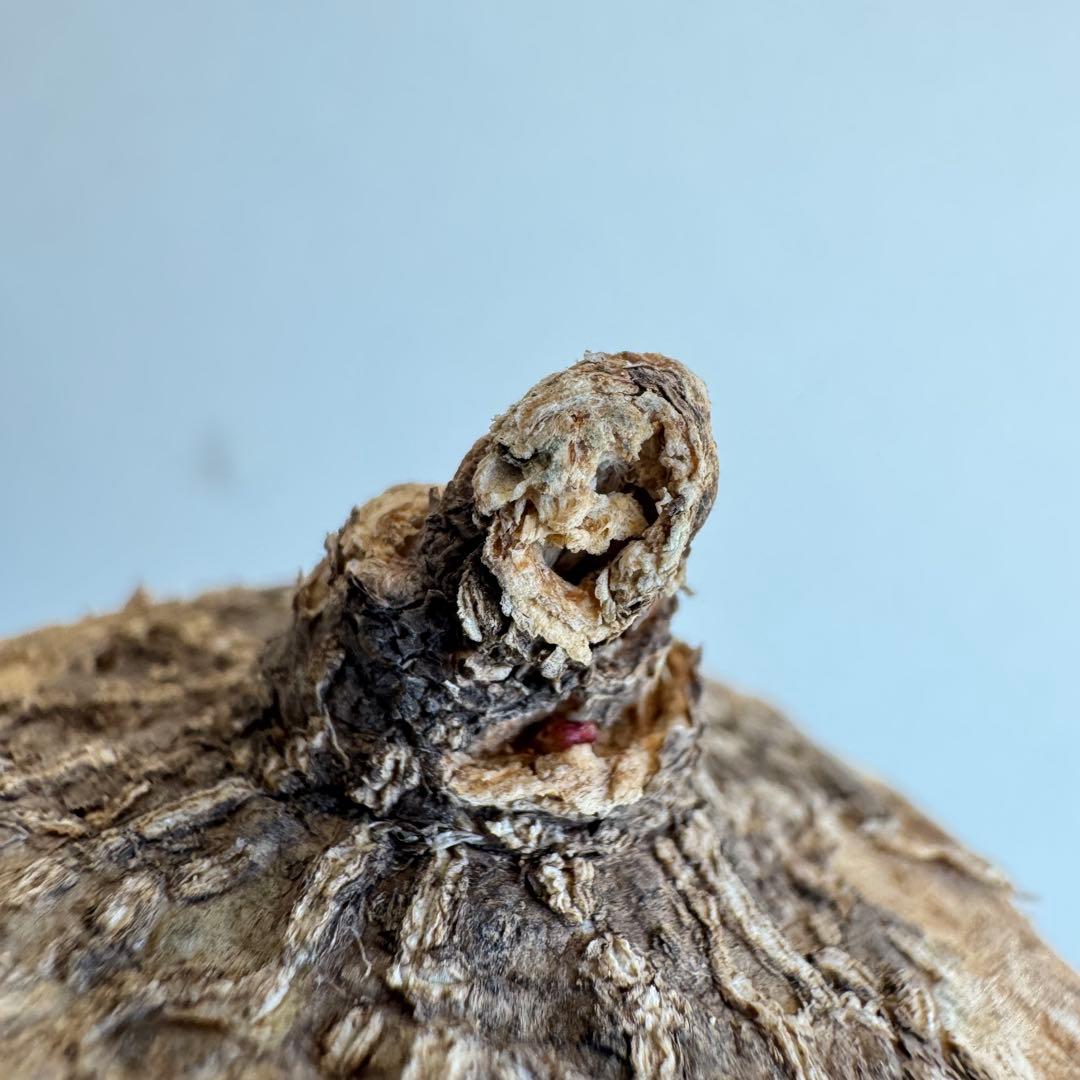 17.アデニア・オバタ 輸入直後新芽ありベアルート株　Adenia Ovata