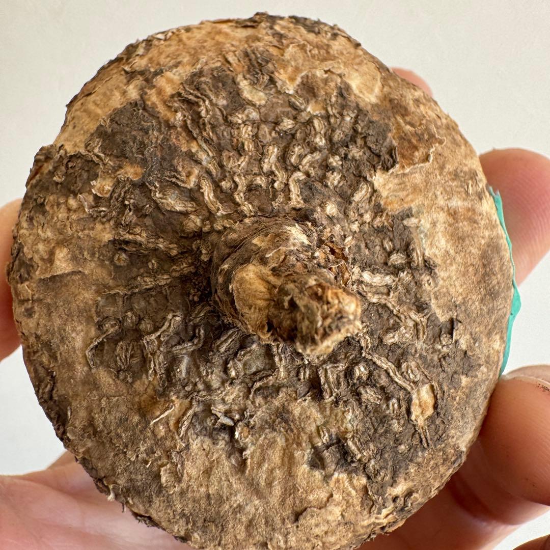 17.アデニア・オバタ 輸入直後新芽ありベアルート株　Adenia Ovata