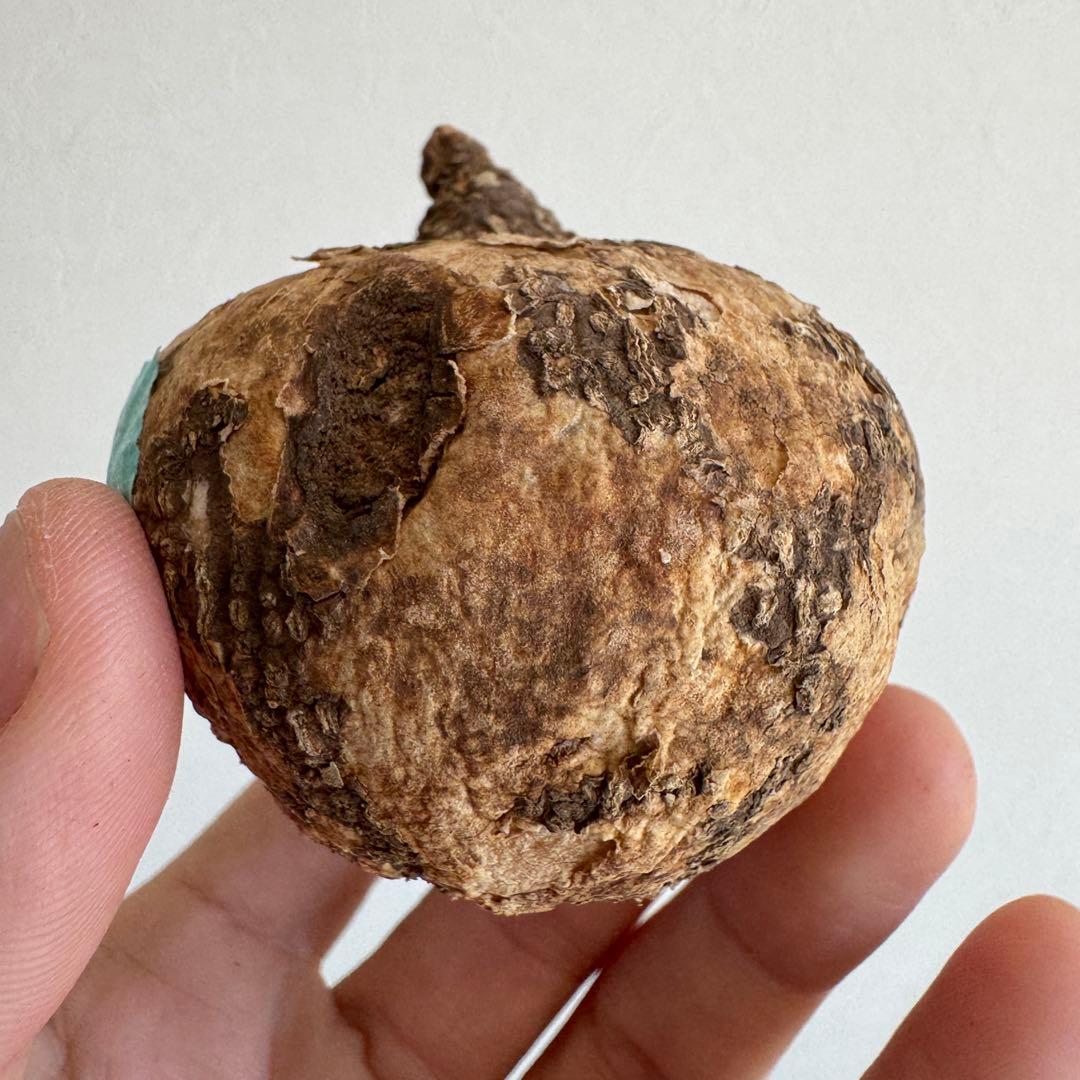 17.アデニア・オバタ 輸入直後新芽ありベアルート株　Adenia Ovata