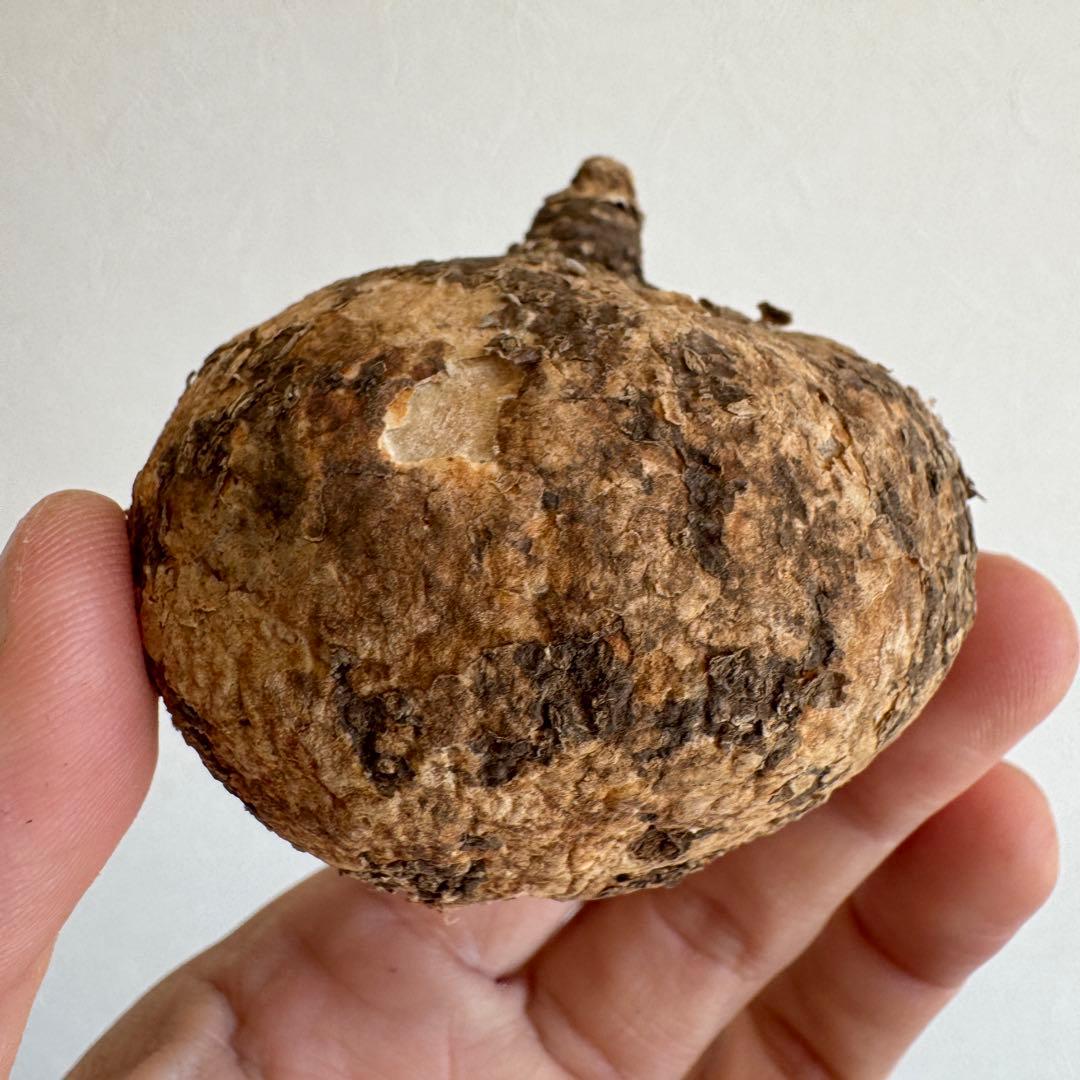 17.アデニア・オバタ 輸入直後新芽ありベアルート株　Adenia Ovata