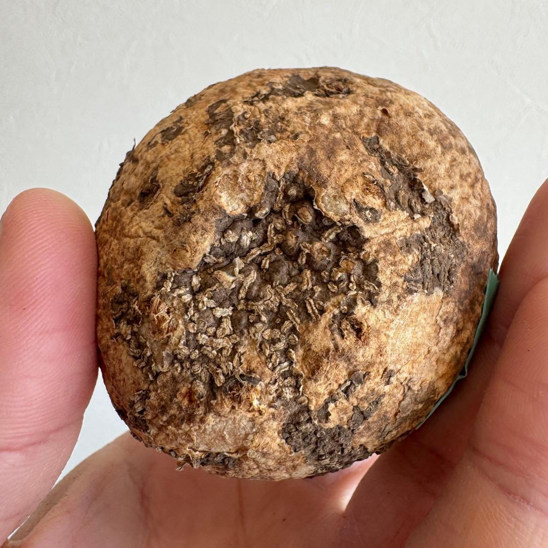 17.アデニア・オバタ 輸入直後新芽ありベアルート株　Adenia Ovata