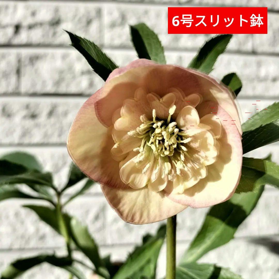 クリスマスローズ　sdオレンジ　6号スリット　苗　鉢　バラ　八重