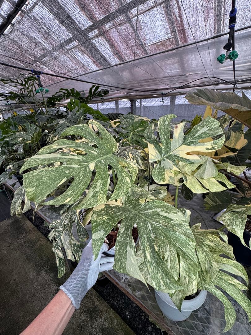 1 モンステラ　デリシオーサ　レガシー　美健康株