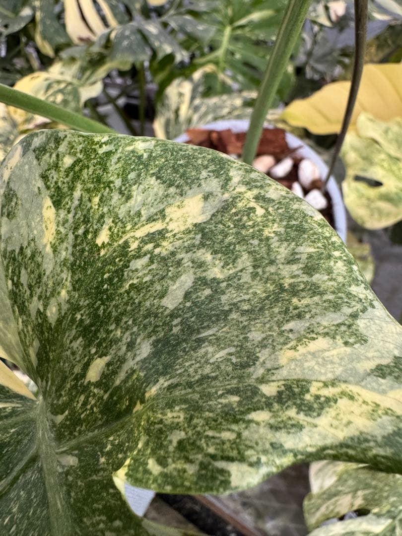 1 モンステラ　デリシオーサ　レガシー　美健康株