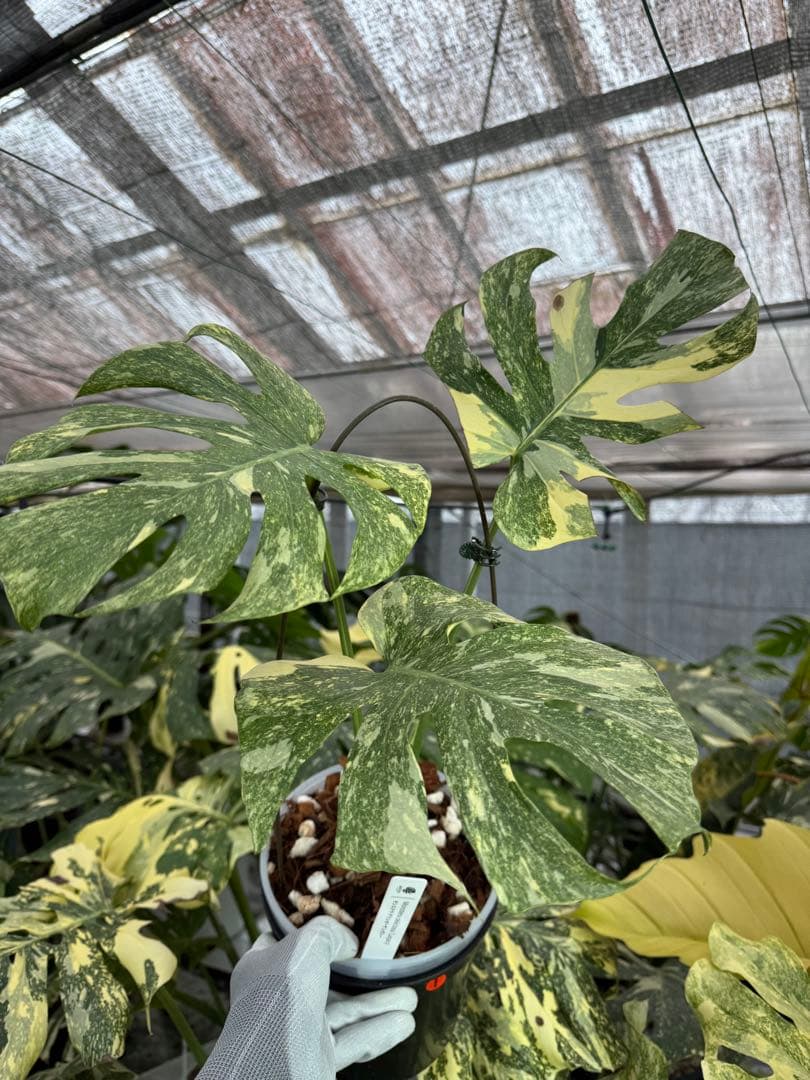 1 モンステラ　デリシオーサ　レガシー　美健康株