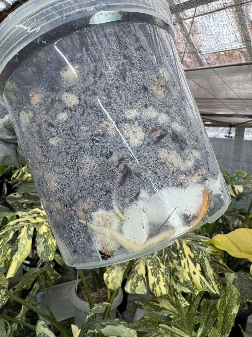 1 モンステラ　デリシオーサ　レガシー　美健康株