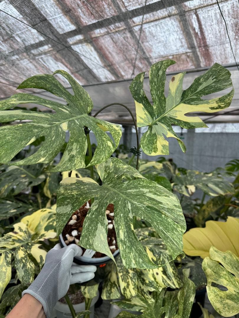 1 モンステラ　デリシオーサ　レガシー　美健康株