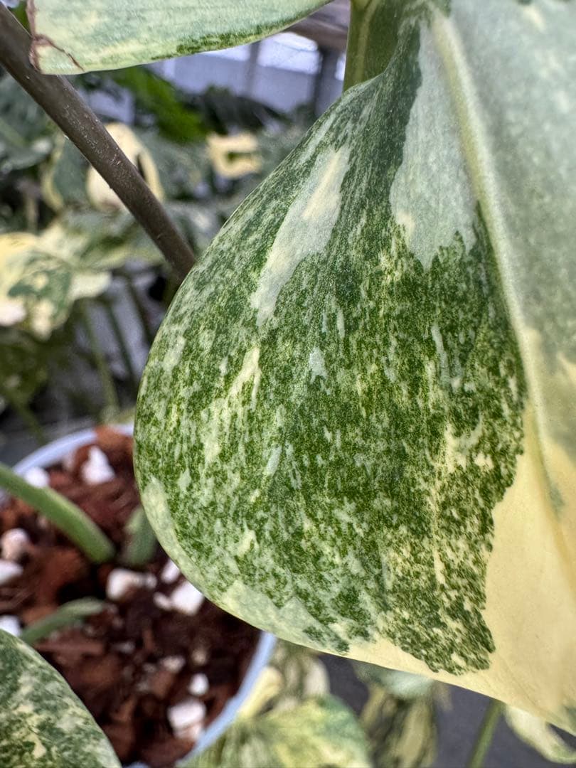 1 モンステラ　デリシオーサ　レガシー　美健康株