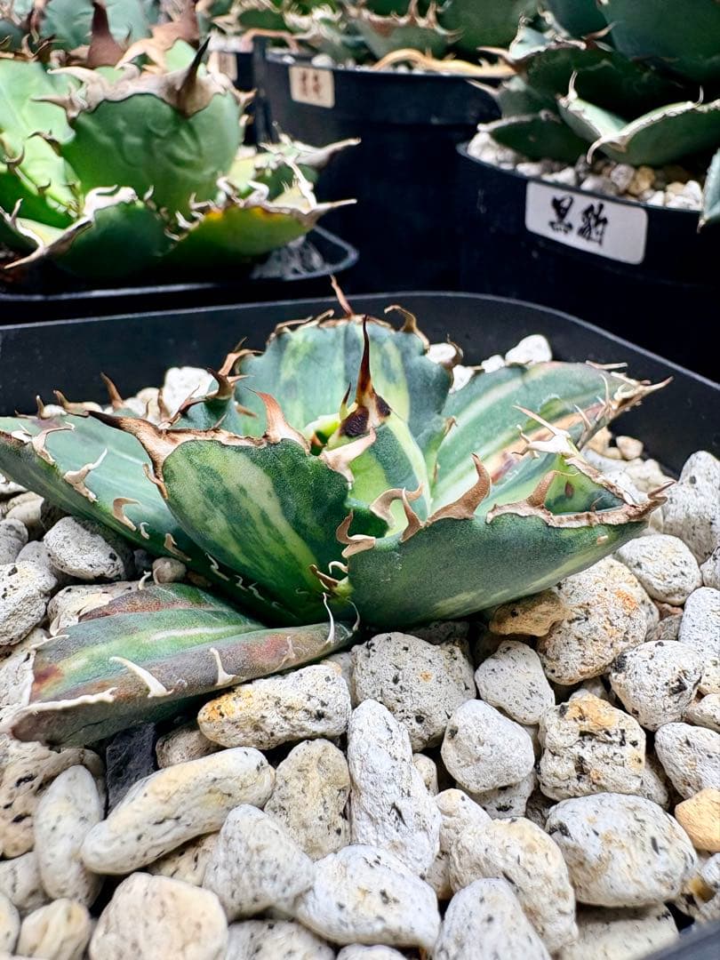 T*k様 12/19まで アガベ チタノタ 悪魔くん錦 総散り斑 プラステラ15