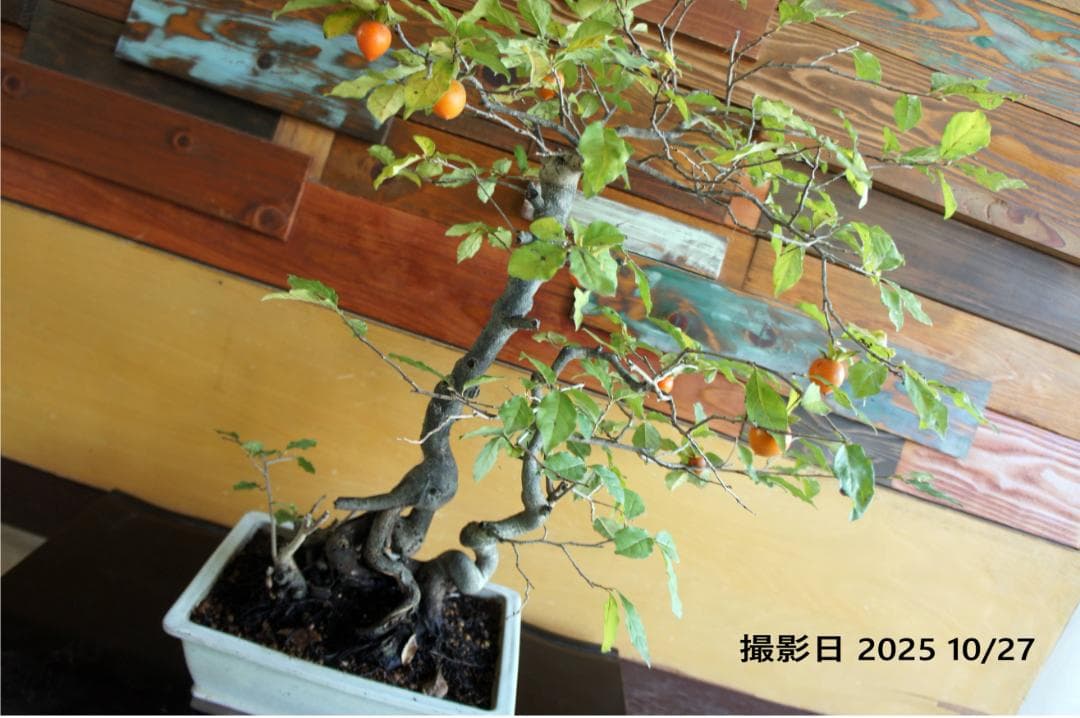 盆栽 『次郎柿』 花 インテリア 実 オブジェ 送料無料 観葉植物 174