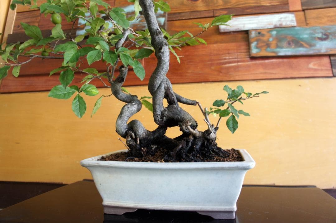 盆栽 『次郎柿』 花 インテリア 実 オブジェ 送料無料 観葉植物 174