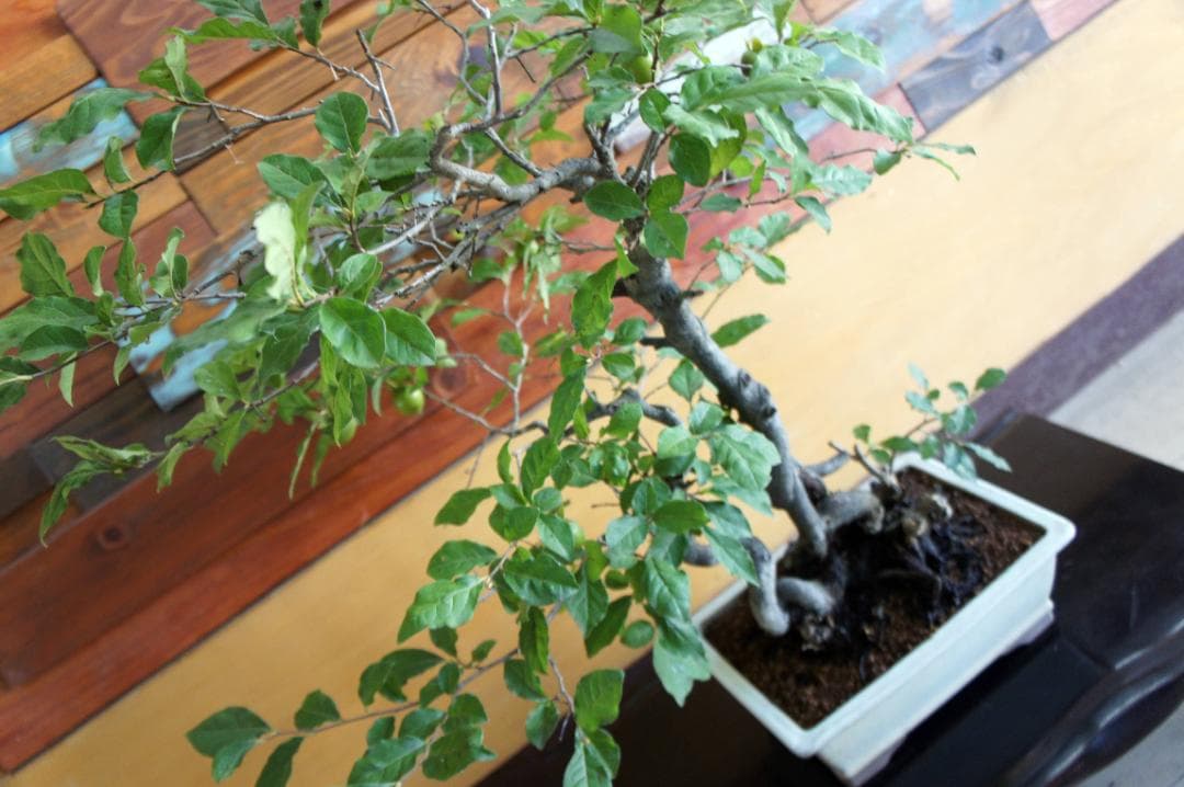 盆栽 『次郎柿』 花 インテリア 実 オブジェ 送料無料 観葉植物 174