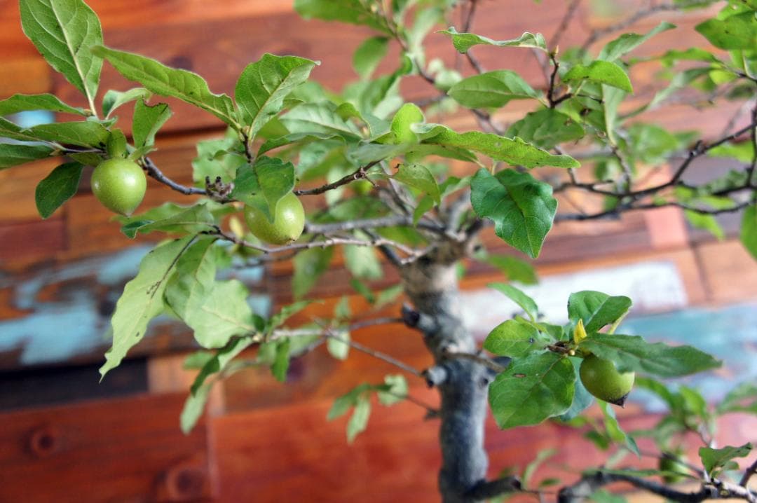 盆栽 『次郎柿』 花 インテリア 実 オブジェ 送料無料 観葉植物 174