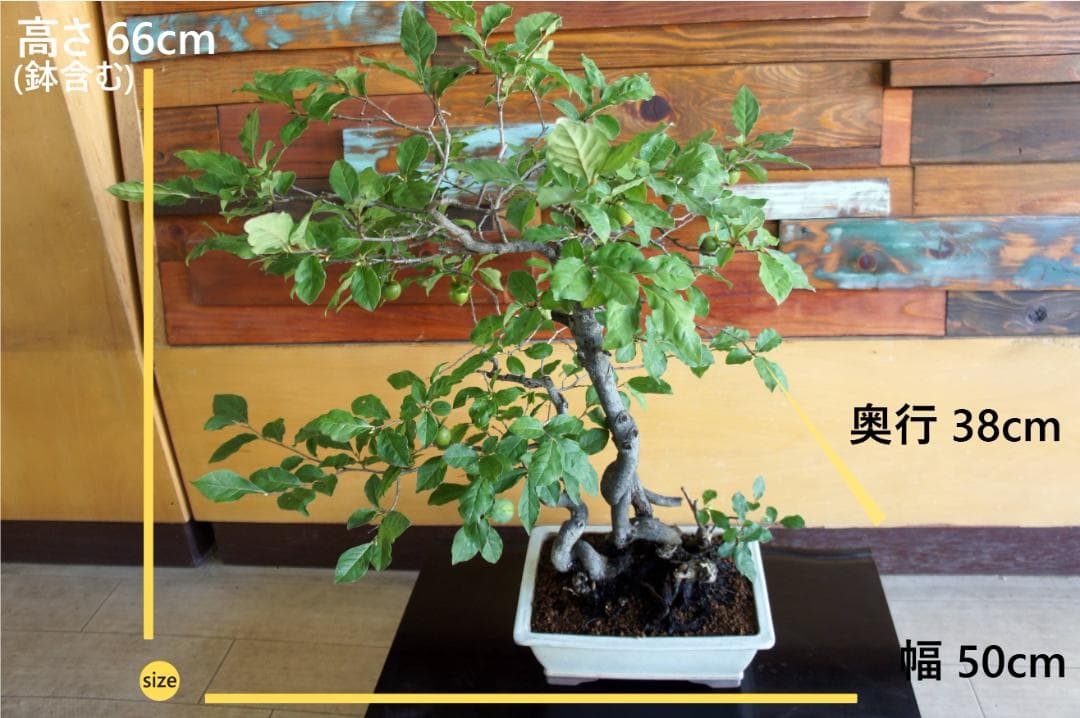 盆栽 『次郎柿』 花 インテリア 実 オブジェ 送料無料 観葉植物 174