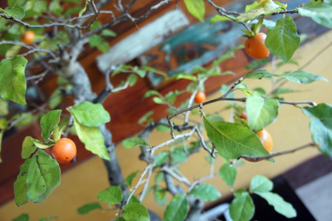 盆栽 『次郎柿』 花 インテリア 実 オブジェ 送料無料 観葉植物 174