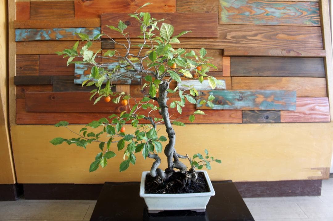 盆栽 『次郎柿』 花 インテリア 実 オブジェ 送料無料 観葉植物 174