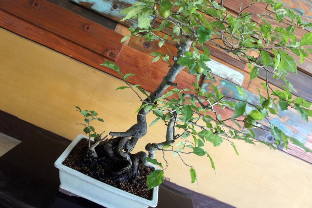 盆栽 『次郎柿』 花 インテリア 実 オブジェ 送料無料 観葉植物 174