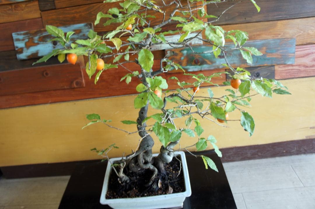 盆栽 『次郎柿』 花 インテリア 実 オブジェ 送料無料 観葉植物 174