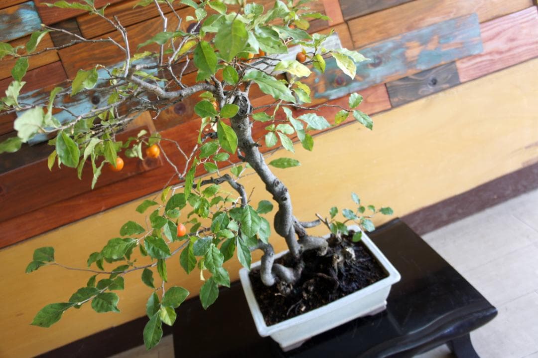 盆栽 『次郎柿』 花 インテリア 実 オブジェ 送料無料 観葉植物 174