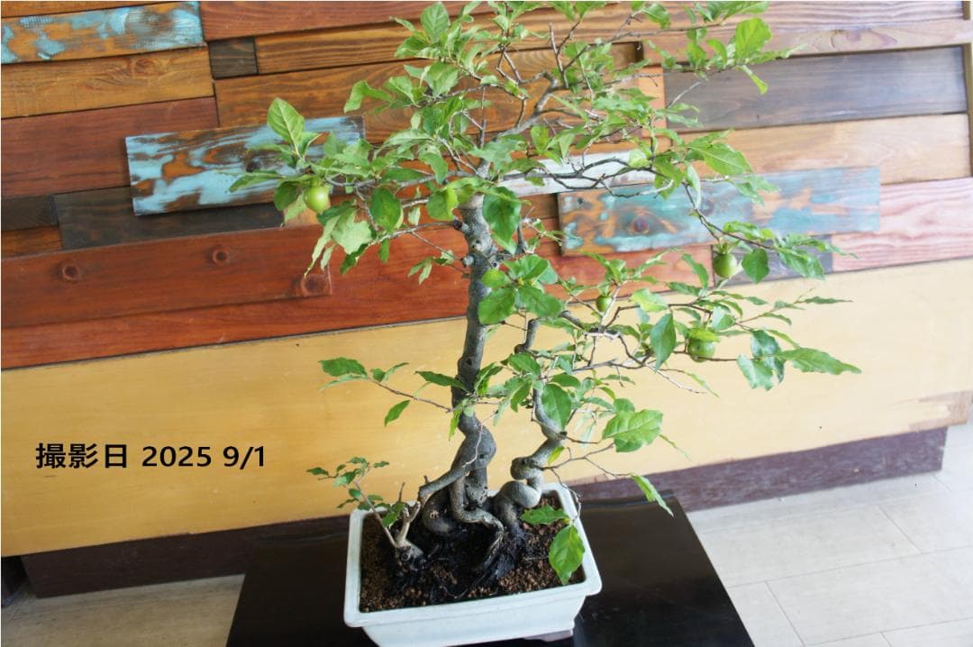 盆栽 『次郎柿』 花 インテリア 実 オブジェ 送料無料 観葉植物 174