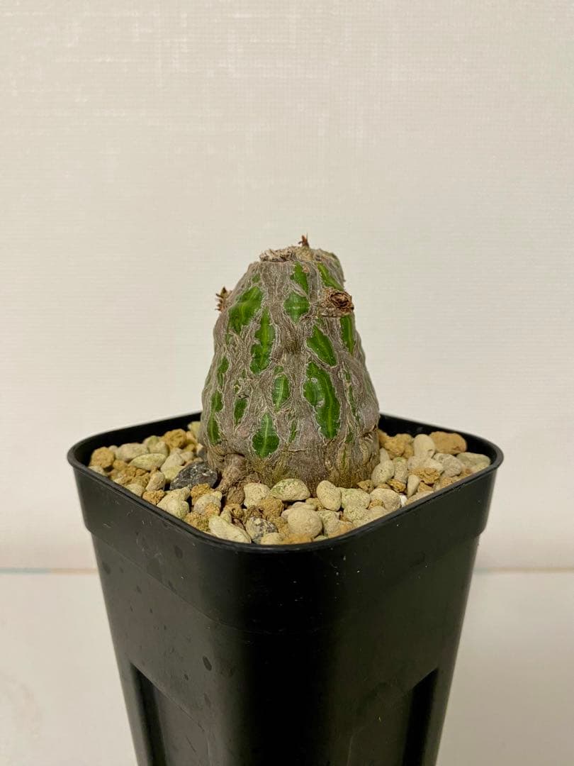 ボンバックス　実生