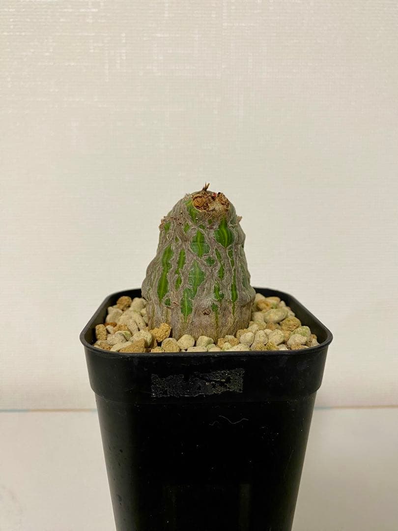 ボンバックス　実生