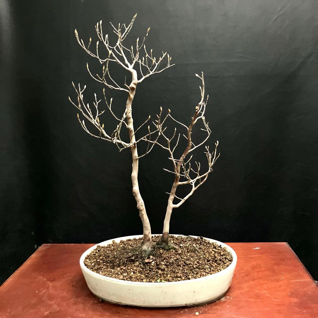 ヒメシャラ 盆栽