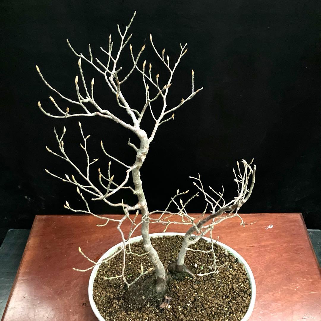 ヒメシャラ 盆栽