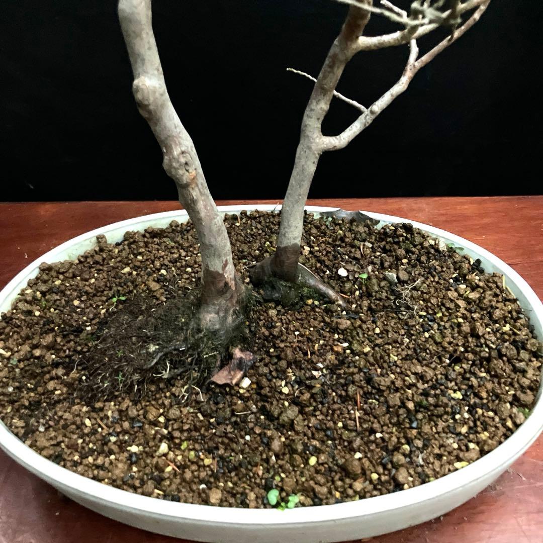 ヒメシャラ 盆栽