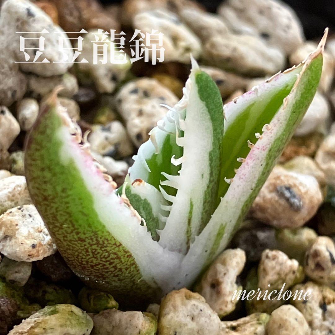 速達【鉢ごと発送】希少　安定株　アガべ　チタノタ　豆豆龍錦　トトロ錦　TC 覆輪